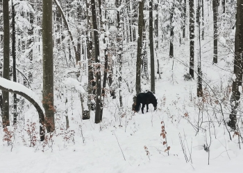 Zeci de cai sălbatici admirați în Banat