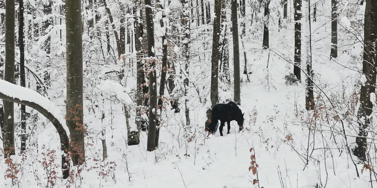 Zeci de cai sălbatici admirați în Banat