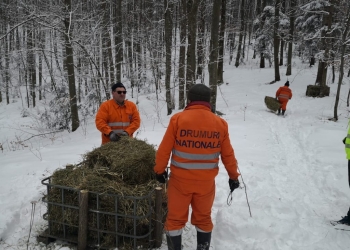 Caii sălbatici din zona Marila au locuri de hrană amenajate