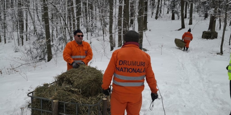 Caii sălbatici din zona Marila au locuri de hrană amenajate