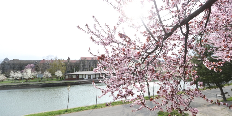 Legendarul vapor Pelican se reîntoarce pe Bega