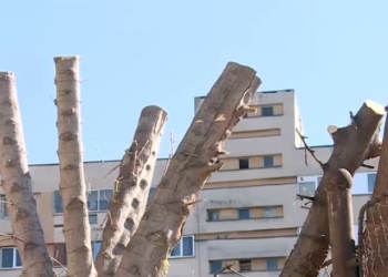 Peisagist: Toaletarea arborilor din Timișoara este radicală și greșit realizată