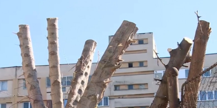 Peisagist: Toaletarea arborilor din Timișoara este radicală și greșit realizată