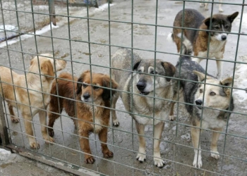 Noua administrație PNL din Lugoj neinteresată de protecția animalelor. Taie bugetul cu 25%