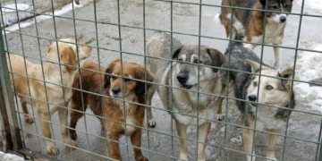 Noua administrație PNL din Lugoj neinteresată de protecția animalelor. Taie bugetul cu 25%