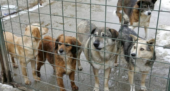 Noua administrație PNL din Lugoj neinteresată de protecția animalelor. Taie bugetul cu 25%