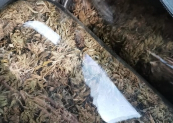 Ciobani din Timiș reținuți pentru trafic de droguri