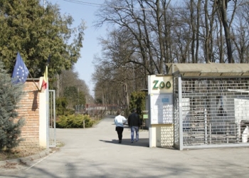Zoo Timișoara s-ar putea redeschide în 2023. Unde ajung animalele