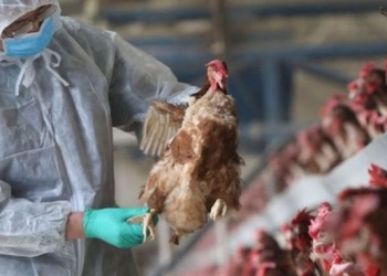 Gripa aviară în Timiș