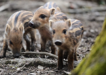 Epidemia de pestă porcină africană a ucis peste 100 de mistreți într-o pădure din vestul țării