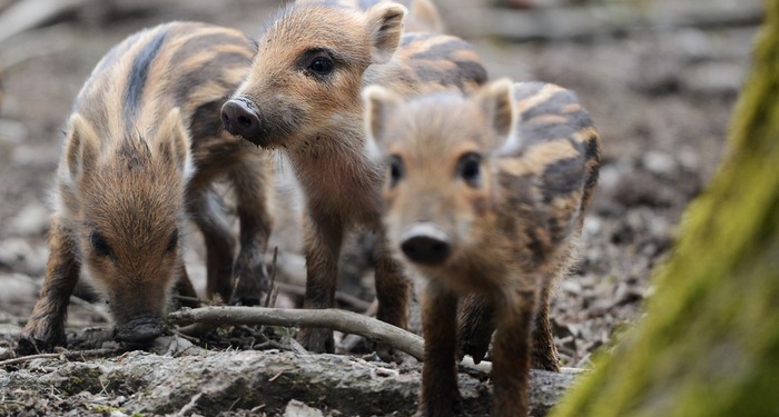 Epidemia de pestă porcină africană a ucis peste 100 de mistreți într-o pădure din vestul țării