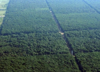 Pădurea Verde e a Primăriei Timișoara și nu prea. Hotărârea de Guvern prin care s-a cedat spațiul este incompletă