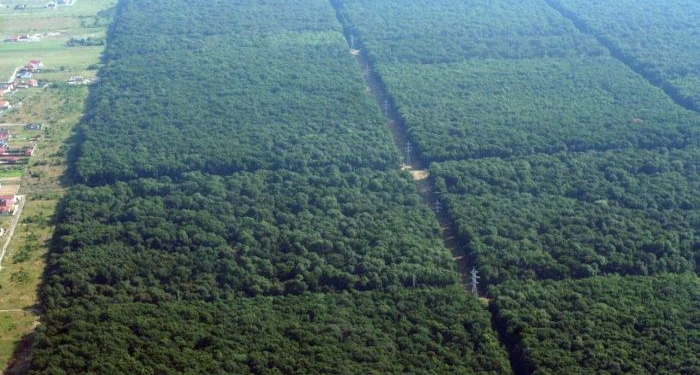 Pădurea Verde e a Primăriei Timișoara și nu prea. Hotărârea de Guvern prin care s-a cedat spațiul este incompletă