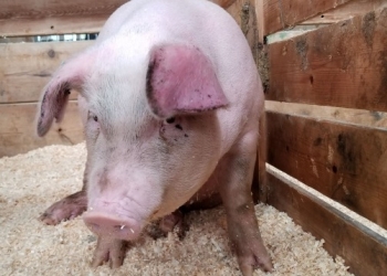 Focar de pestă porcină la Orțișoara