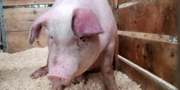 Focar de pestă porcină la Orțișoara