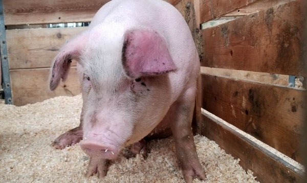 Focar de pestă porcină la Orțișoara