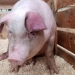 Focar de pestă porcină la Orțișoara