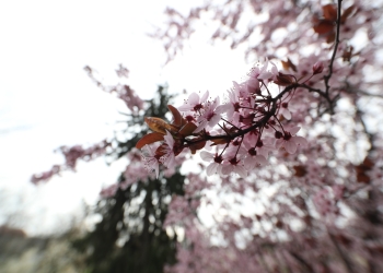 Vine, vine primăvara…