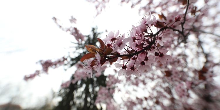 Vine, vine primăvara…