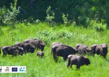32 de kg de hrană/zi! Atât consumă în medie un zimbru. Campanie pentru animalele de la Armeniș