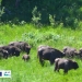 32 de kg de hrană/zi! Atât consumă în medie un zimbru. Campanie pentru animalele de la Armeniș