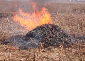 Arderea deșeurilor vegetale este interzisă! Cât este amenda