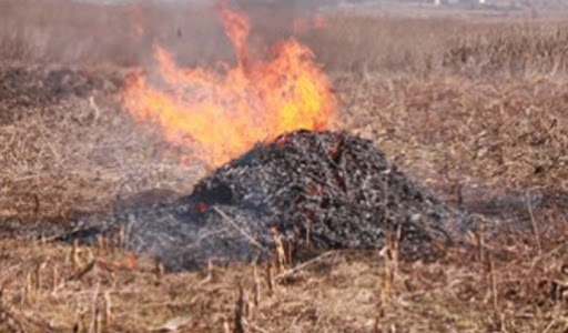 Arderea deșeurilor vegetale este interzisă! Cât este amenda