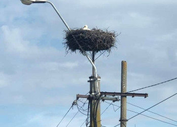 Vestitorii primăverii au ajuns și în Banat! Au fost zărite primele berze