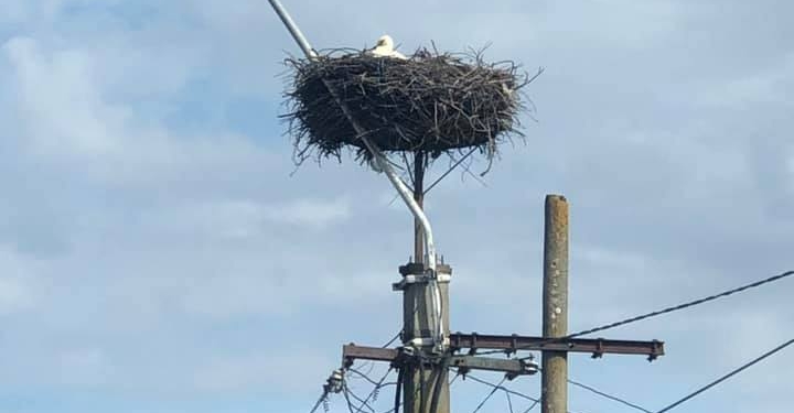 Vestitorii primăverii au ajuns și în Banat! Au fost zărite primele berze