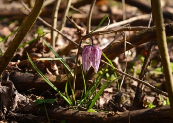 A înflorit laleaua pestriță în Banat