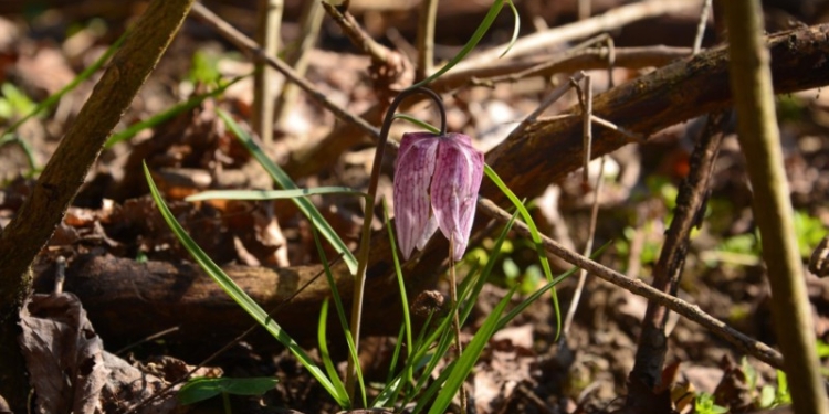 A înflorit laleaua pestriță în Banat