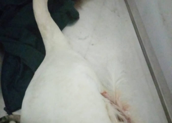 Lebădă cu aripa ruptă de pe lacul din Dumbrăvița salvată de Garda de Mediu