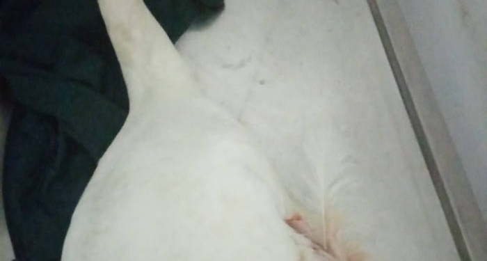 Lebădă cu aripa ruptă de pe lacul din Dumbrăvița salvată de Garda de Mediu