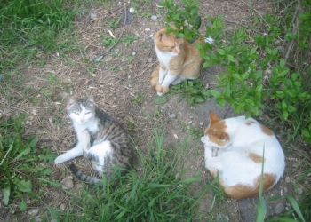Începe campania de sterilizare gratuită a câinilor şi pisicilor fără pedigree, în Lugoj