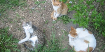 Începe campania de sterilizare gratuită a câinilor şi pisicilor fără pedigree, în Lugoj