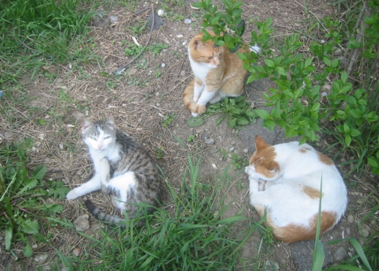 Începe campania de sterilizare gratuită a câinilor şi pisicilor fără pedigree, în Lugoj