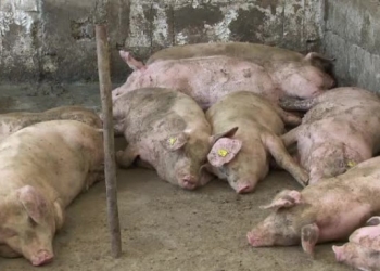 Toate traseele montane din județul Arad au fost închise din cauza pestei porcine