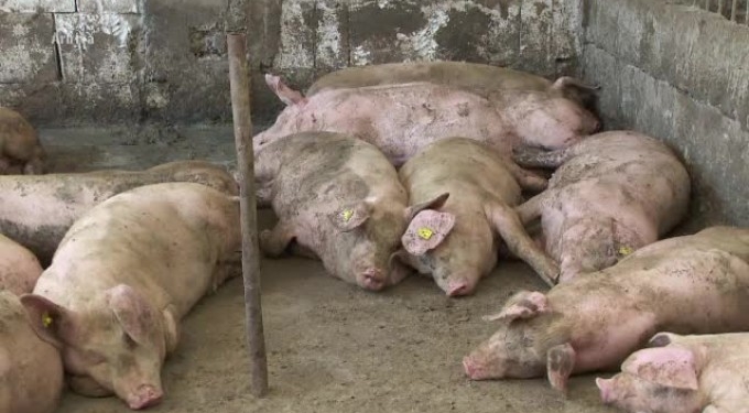 Toate traseele montane din județul Arad au fost închise din cauza pestei porcine