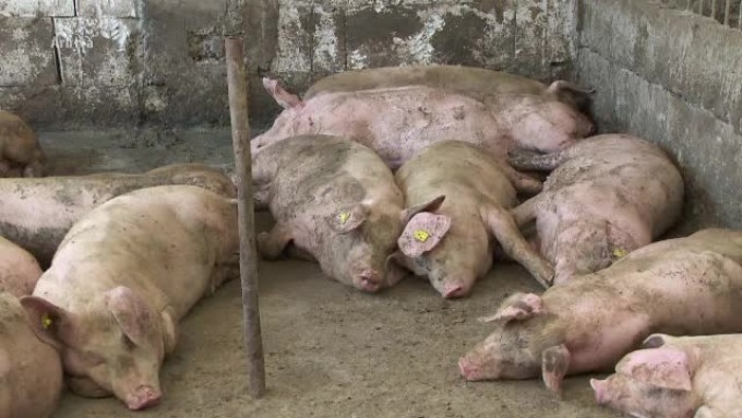 Toate traseele montane din județul Arad au fost închise din cauza pestei porcine