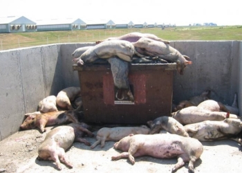 Masacrarea porcilor de la Curtici este în plină desfășurare