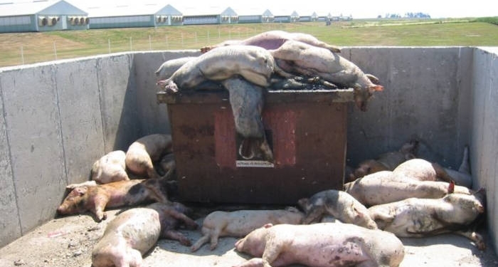Masacrarea porcilor de la Curtici este în plină desfășurare