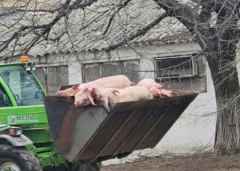 Peste 700 de cadavre ale porcilor care au murit de pestă porcină africană la ferma din Macea au fost incinerate până în prezent