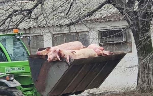 Peste 700 de cadavre ale porcilor care au murit de pestă porcină africană la ferma din Macea au fost incinerate până în prezent