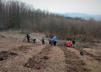 Lucrări de împăduriri pe raza Ocolului Silvic Coșava