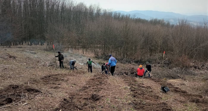 Lucrări de împăduriri pe raza Ocolului Silvic Coșava