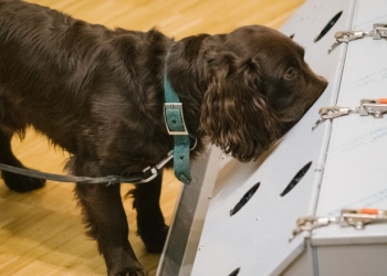 Câini dresaţi să detecteze „mirosul de Covid”