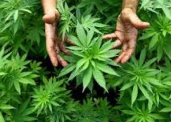 3 persoane reținute pentru cultivare de canabis