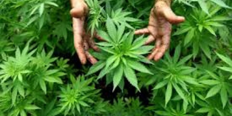 3 persoane reținute pentru cultivare de canabis