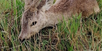 VIDEO Căprioară salvată de pompierii din Timișoara