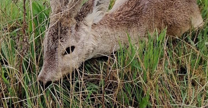 VIDEO Căprioară salvată de pompierii din Timișoara
